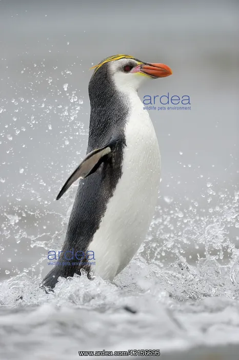 : Royal Penguin : Royal Penguin