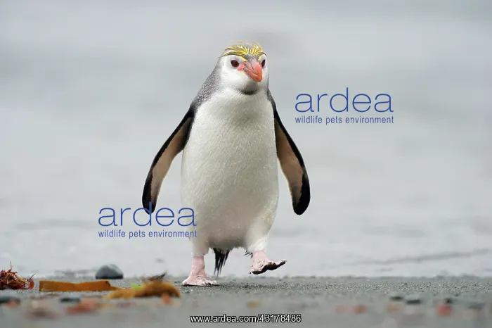 : Royal Penguin : Royal Penguin