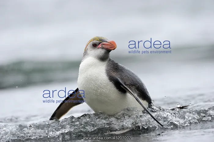 : Royal Penguin : Royal Penguin