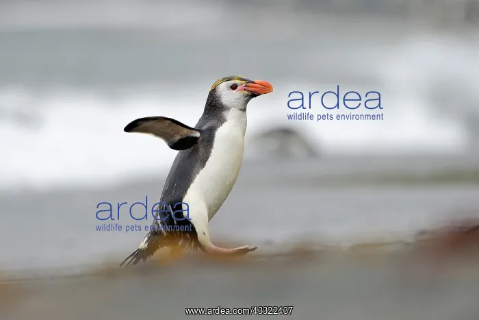 : Royal Penguin : Royal Penguin