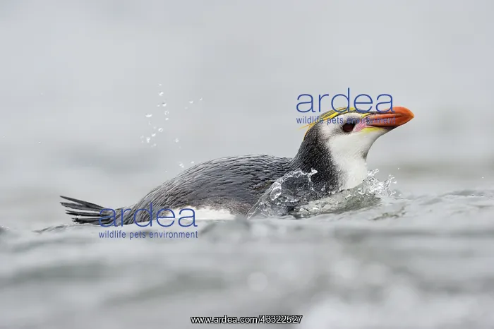 : Royal Penguin : Royal Penguin