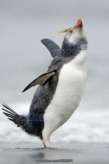 : Royal Penguin : Royal Penguin