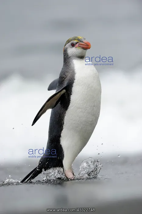 : Royal Penguin : Royal Penguin