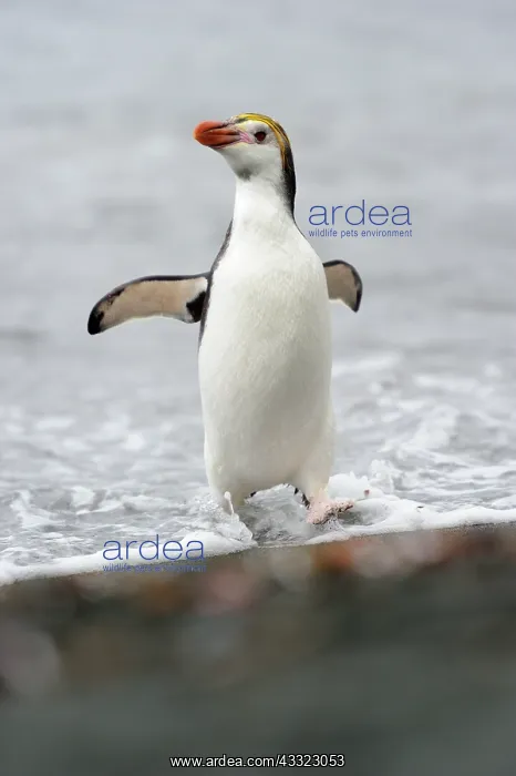 : Royal Penguin : Royal Penguin