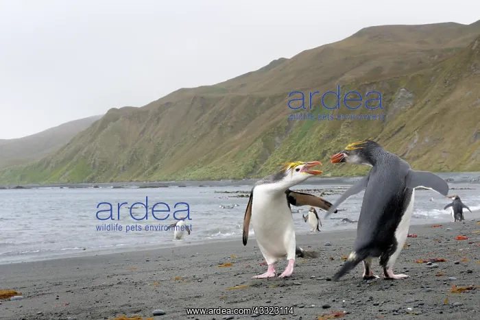 : Royal Penguin : Royal Penguin