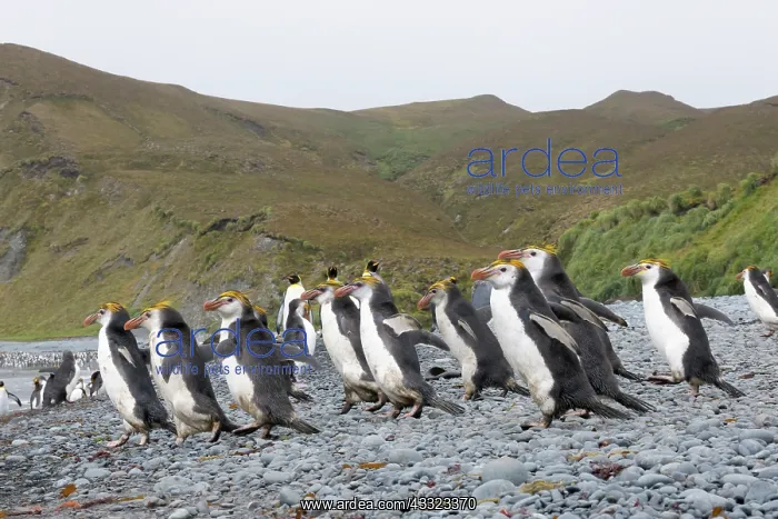 : Royal Penguin : Royal Penguin