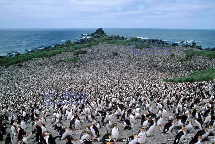 : Royal Penguin - colony, showing habitat : Royal Penguin - colony, showing habitat