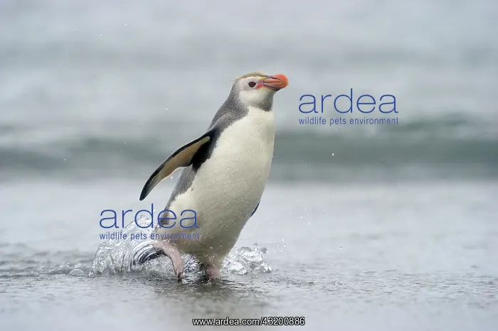 : Royal Penguin coming out the water : Royal Penguin coming out the water