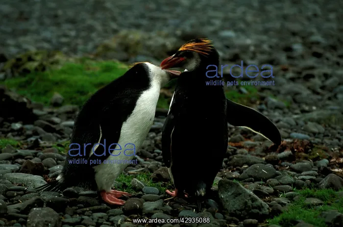 : Royal penguin (Eudyptes schlegeli) breeding pair : Royal penguin (Eudyptes schlegeli) breeding pair