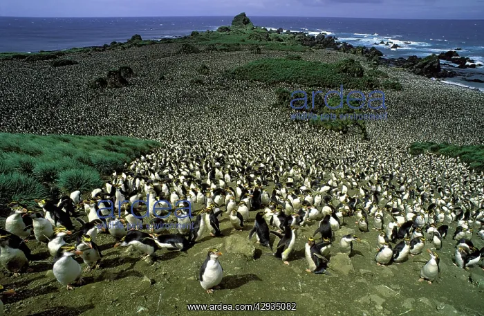 : Royal penguin - large colony : Royal penguin - large colony
