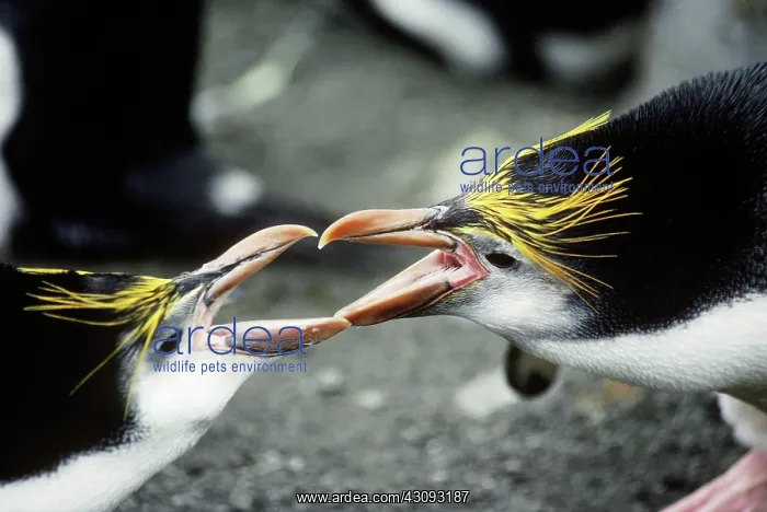 : Royal Penguins : Royal Penguins