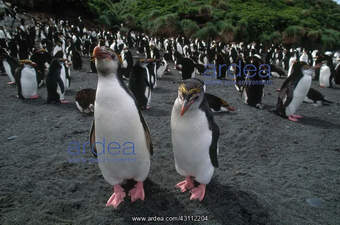 : Royal Penguins : Royal Penguins