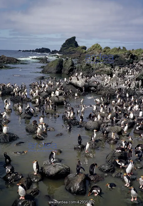 : Royal penguins - colony : Royal penguins - colony