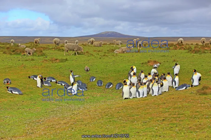 : Royal penguins and sheep on the moor - Falkland Islands : Royal penguins and sheep on the moor - Falkland Islands