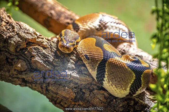 : A royal python (Python regius) resting on a branch : A royal python (Python regius) resting on a branch