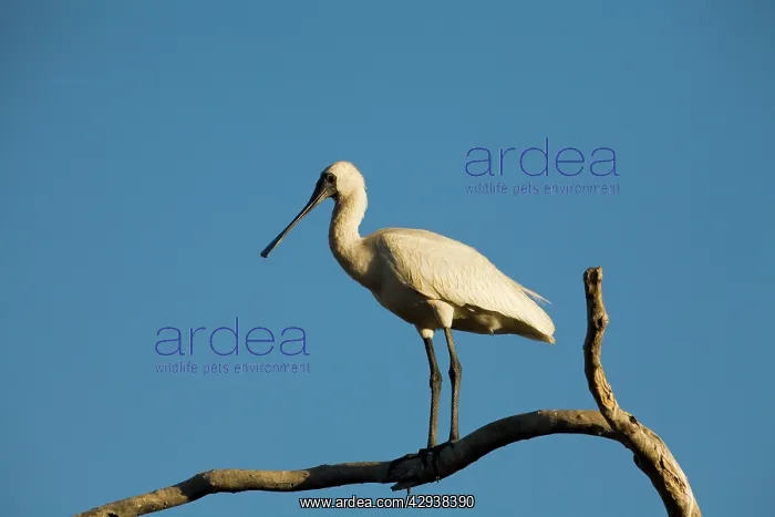 : Royal Spoonbill