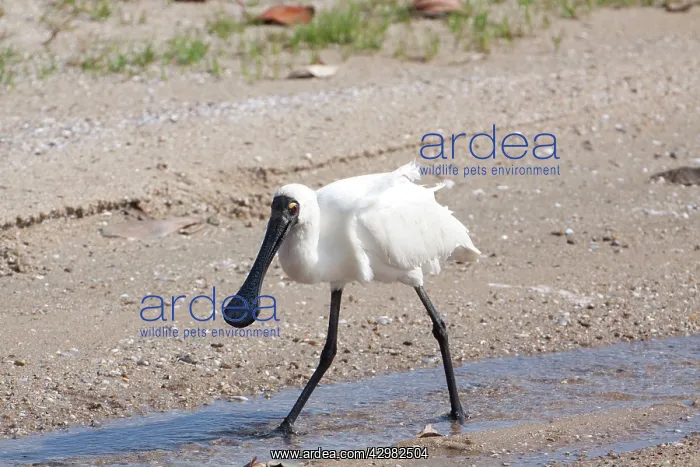 : Royal Spoonbill : Royal Spoonbill