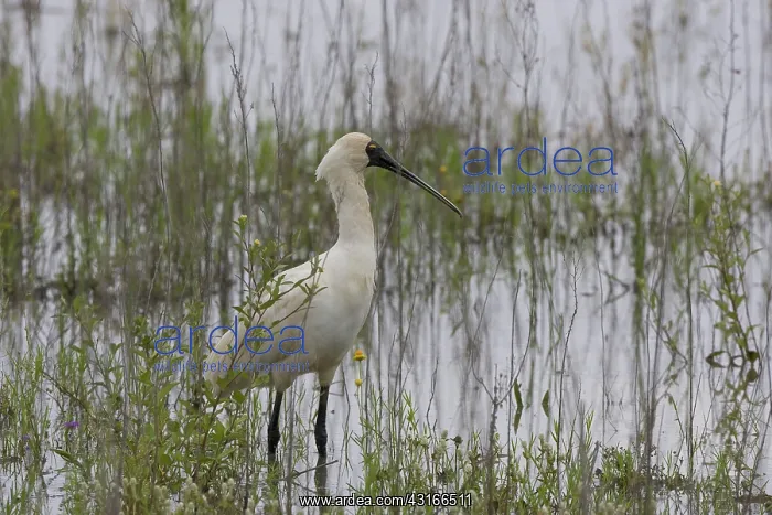: Royal Spoonbill : Royal Spoonbill