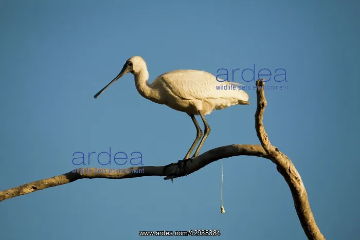 : Royal Spoonbill - defecating : Royal Spoonbill - defecating