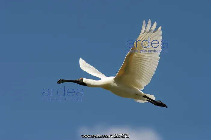 : Royal Spoonbill - In-flight apporaching nest site : Royal Spoonbill - In-flight apporaching nest site