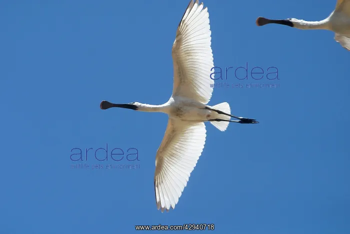 : Royal Spoonbill, juvenile - In flight : Royal Spoonbill, juvenile - In flight