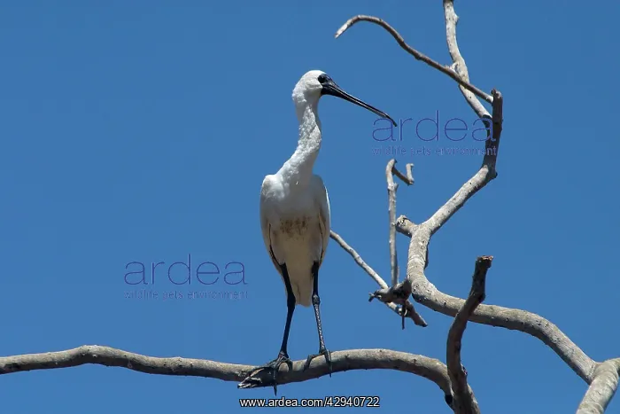 : Royal Spoonbill - In tree : Royal Spoonbill - In tree