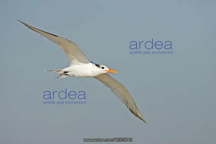 : Royal Tern : Royal Tern