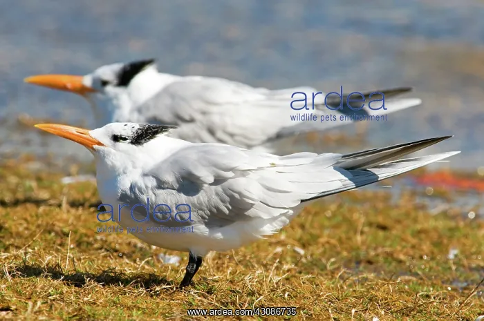 : Royal Tern : Royal Tern