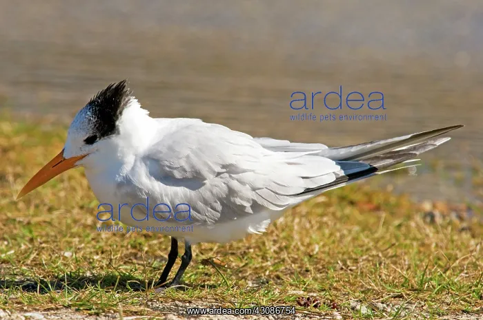 : Royal Tern : Royal Tern