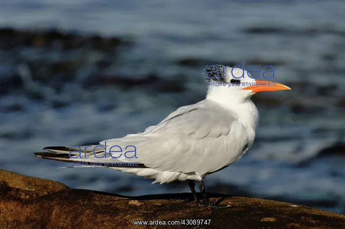: Royal Tern : Royal Tern