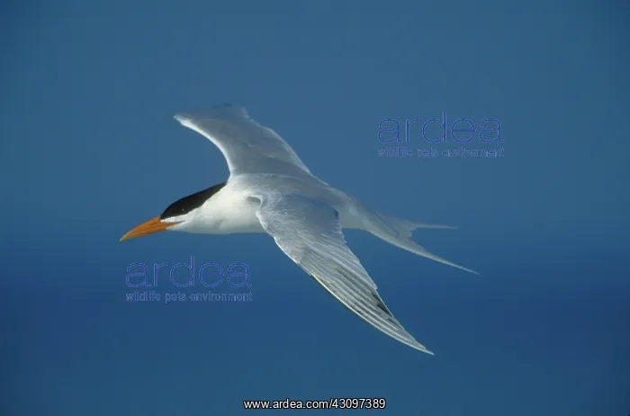 : Royal Tern : Royal Tern