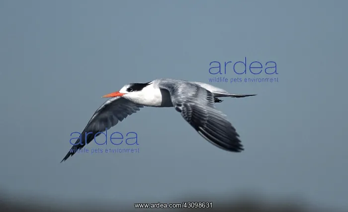 : Royal Tern : Royal Tern