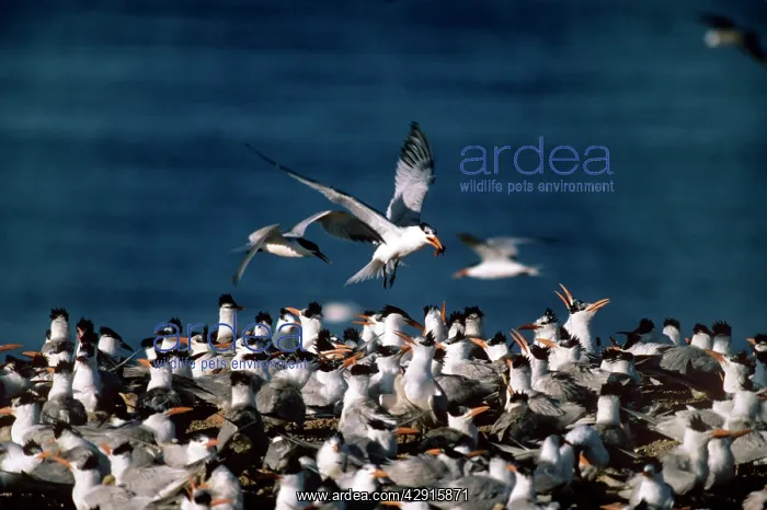 : ROYAL TERN - COLONY : ROYAL TERN - COLONY
