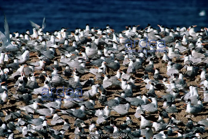 : ROYAL TERN - COLONY : ROYAL TERN - COLONY