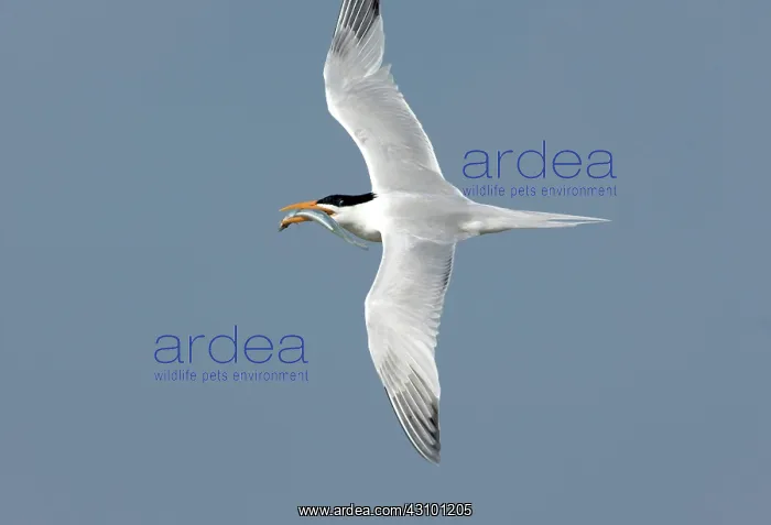 : Royal Tern flying with fish : Royal Tern flying with fish