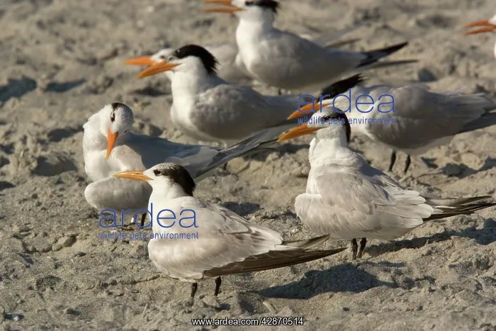: Royal Tern, non-breeding plumage : Royal Tern, non-breeding plumage