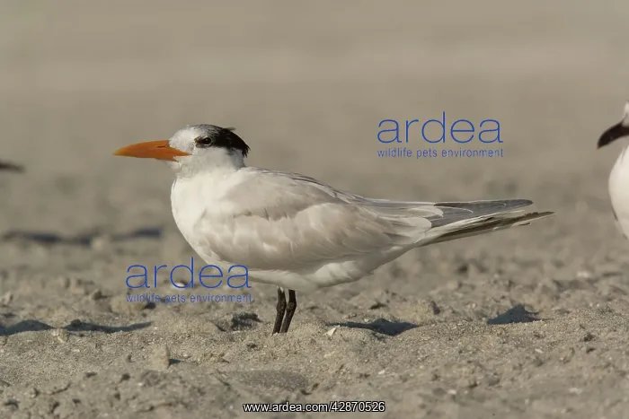 : Royal Tern, non-breeding plumage : Royal Tern, non-breeding plumage