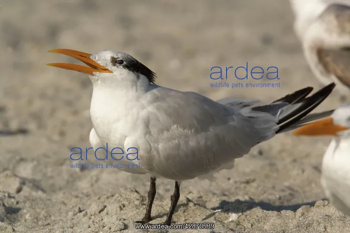 : Royal Tern, non-breeding plumage : Royal Tern, non-breeding plumage
