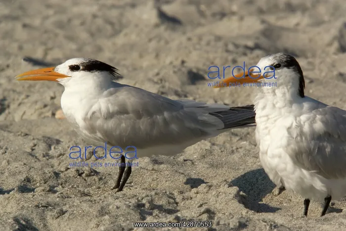: Royal Tern - non-breeding plumage on beach : Royal Tern - non-breeding plumage on beach