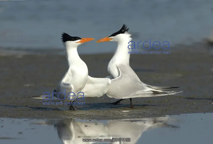 : Royal Tern pair doing royal dance : Royal Tern pair doing royal dance