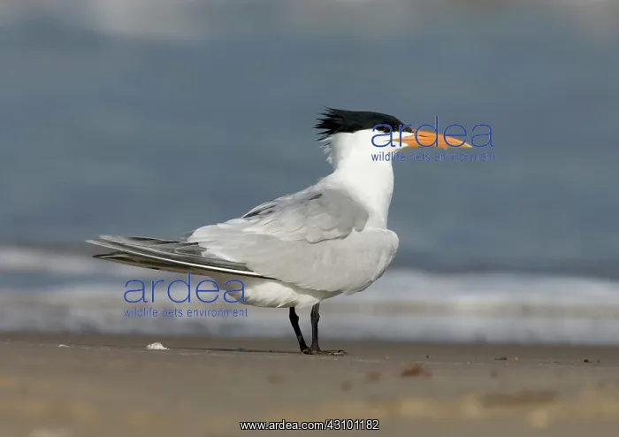  : Royal Tern (Sterna maxima)