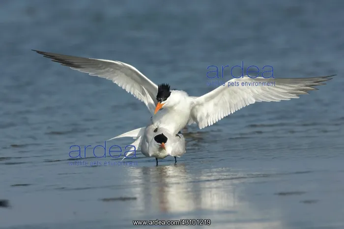  : Royal Tern (Sterna maxima)