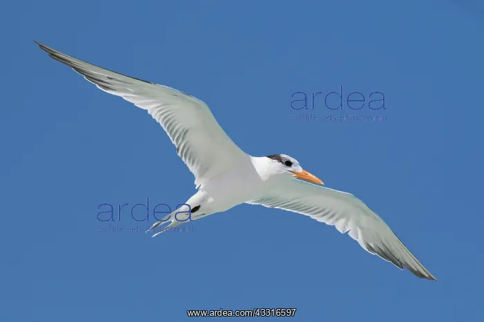  : Royal Tern (Sterna maxima), flying, blue sky, Cayo
