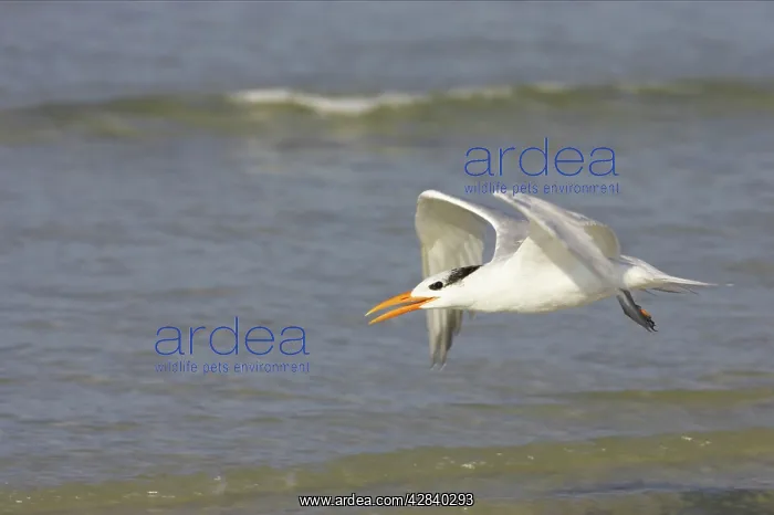 : Royal Tern taking off : Royal Tern taking off