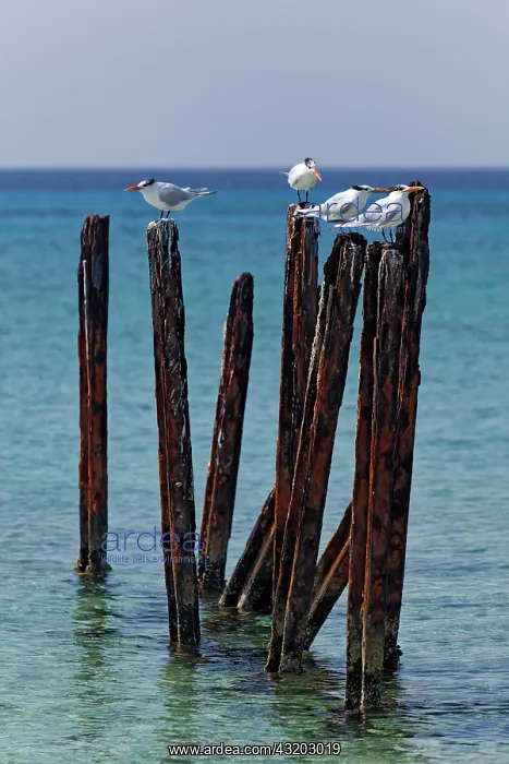 : Royal tern (Thalasseus maximus), four sitting on : Royal tern (Thalasseus maximus), four sitting on