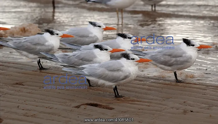 : Royal Terns : Royal Terns