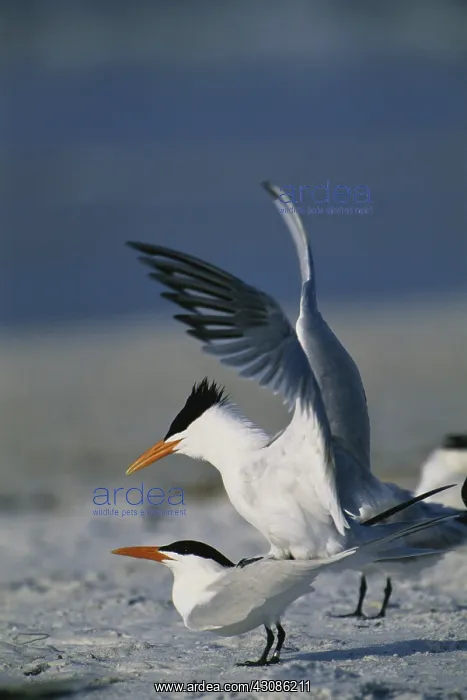 : Royal Terns : Royal Terns