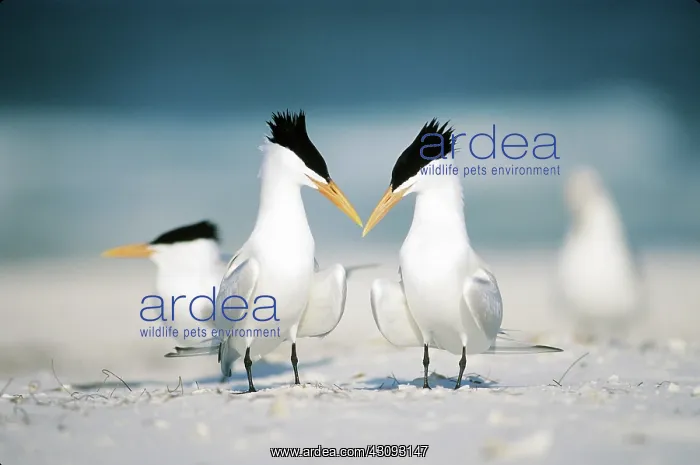 : Royal Terns : Royal Terns