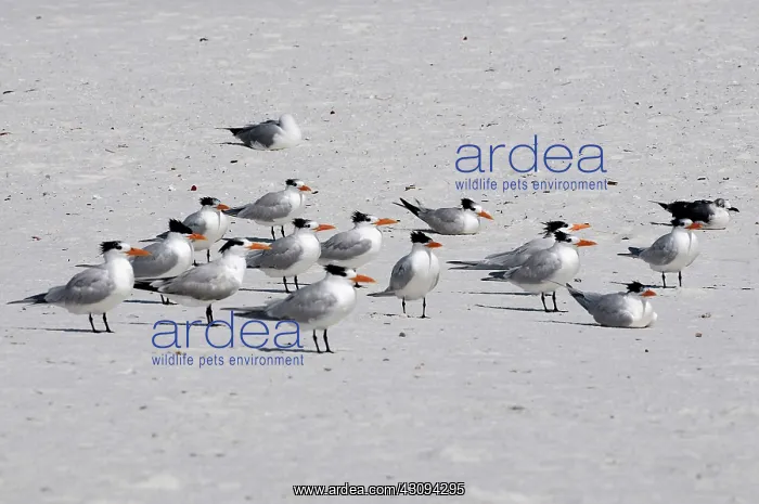  : Royal Terns