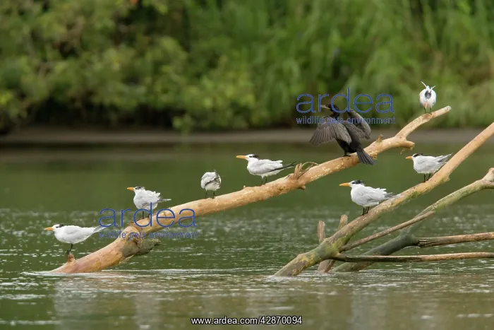 : Royal Terns and Neotropical Cormorant, perched